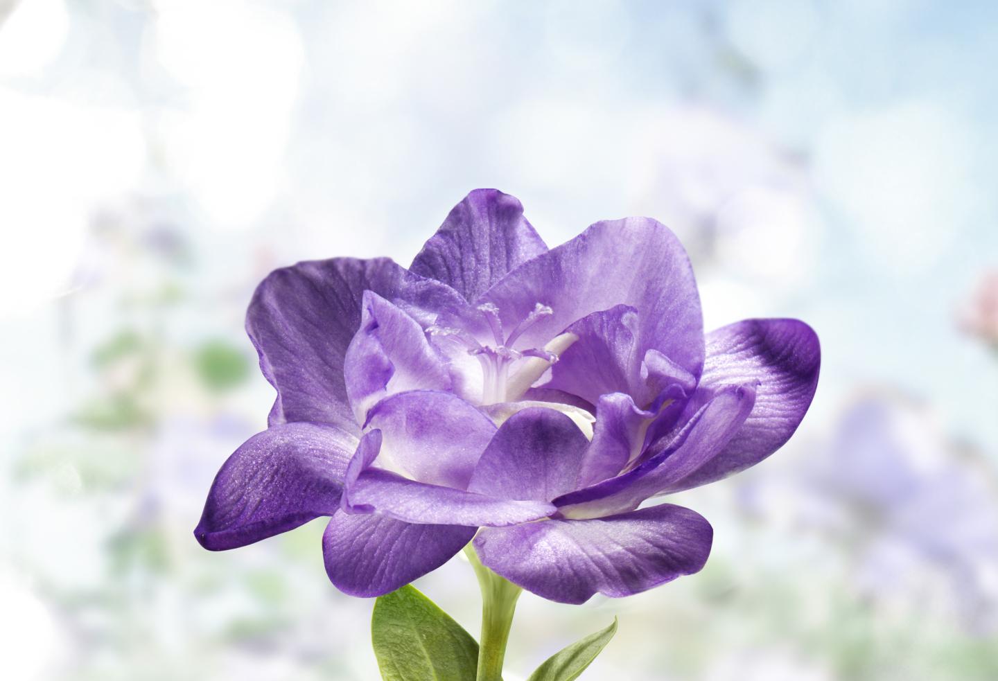 2花瓶Christofleクリストフル 2匹魚 花瓶花器 置物 銀製品